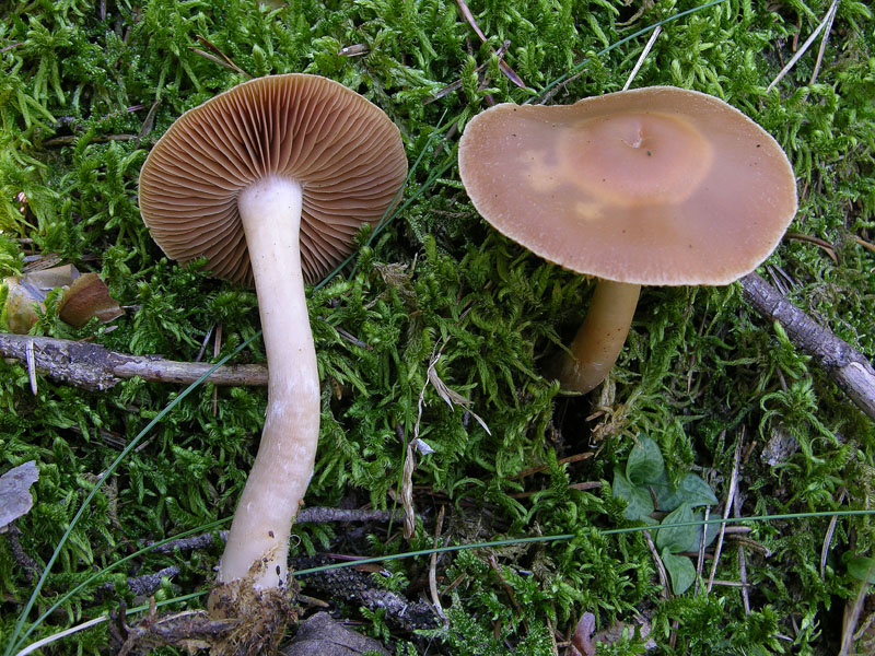 Alcuni Cortinarius.